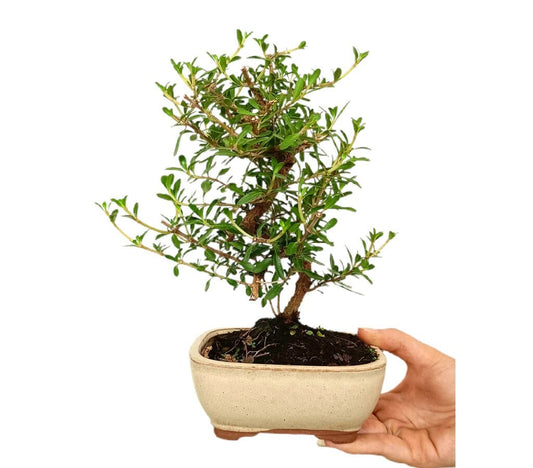 Bonsái Coprosma 7 Años (149581)