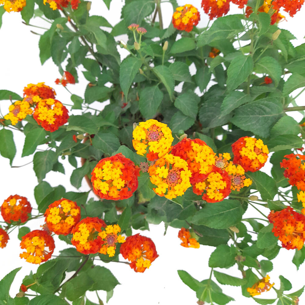 Lantana Camara M22 45cm_1