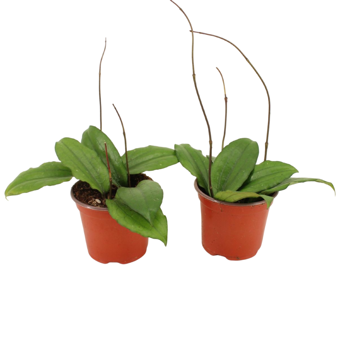 Hoya Eryhrina Planta Suculenta Colgante Flor De Cera Ø9