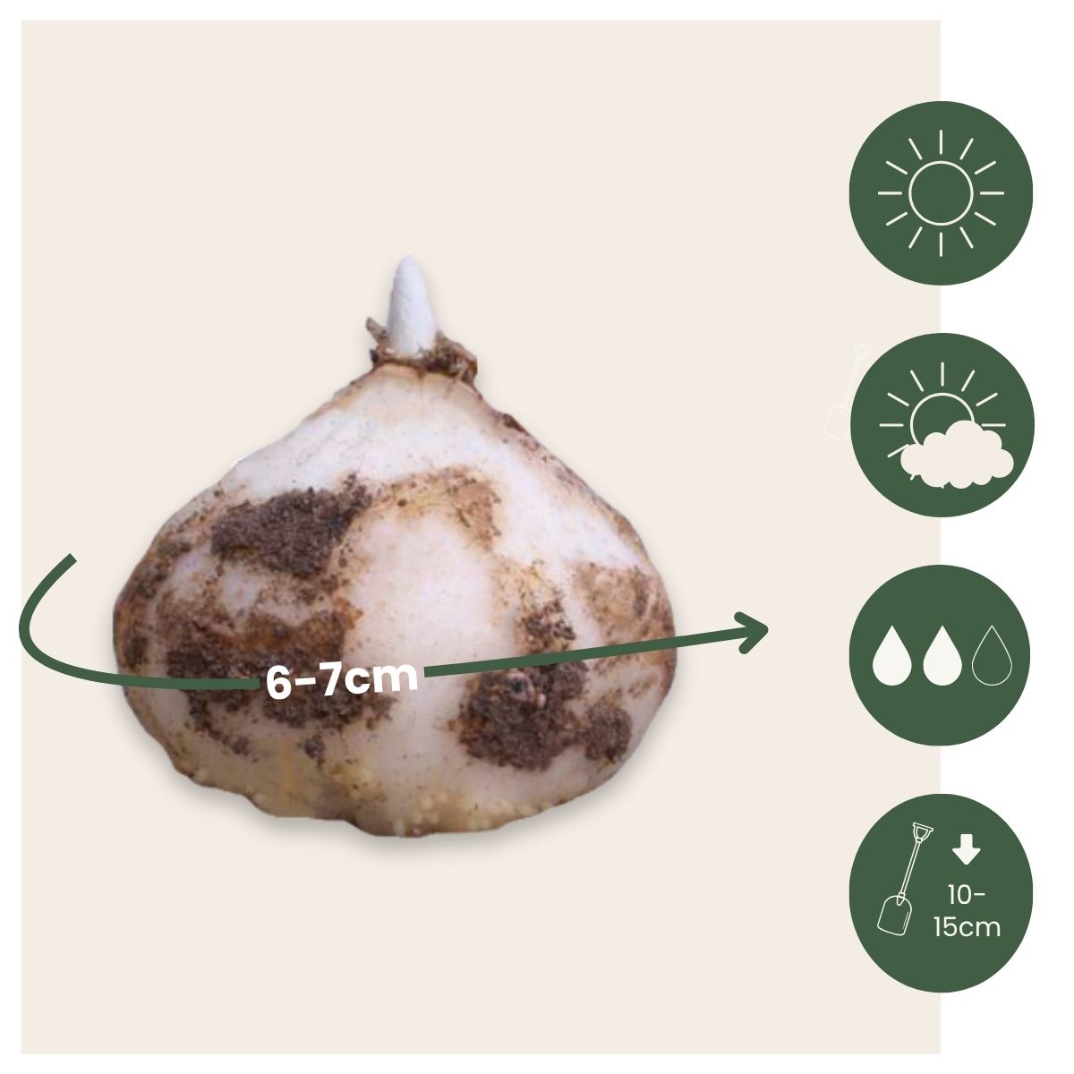 Tablero De Damas - 30 Pzs - Fritillaria 'meleagris' - Bulbos De Flores