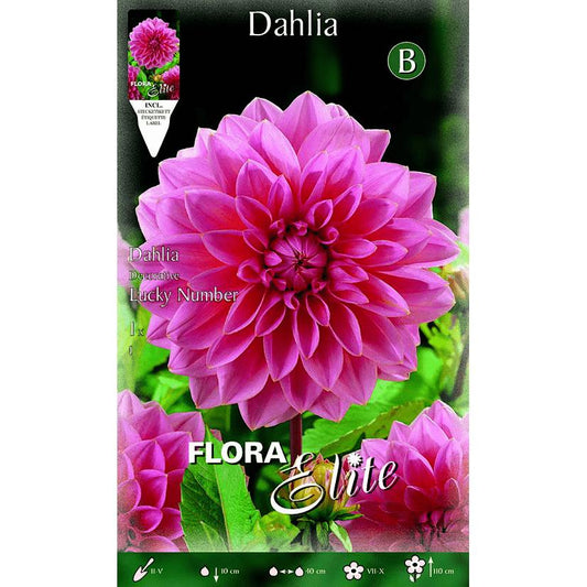 Bulbo Dalia decorativa rosa flor grande 1 ud