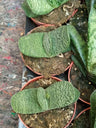 Gasteria Baylissiana Planta Suculenta 8 Cms