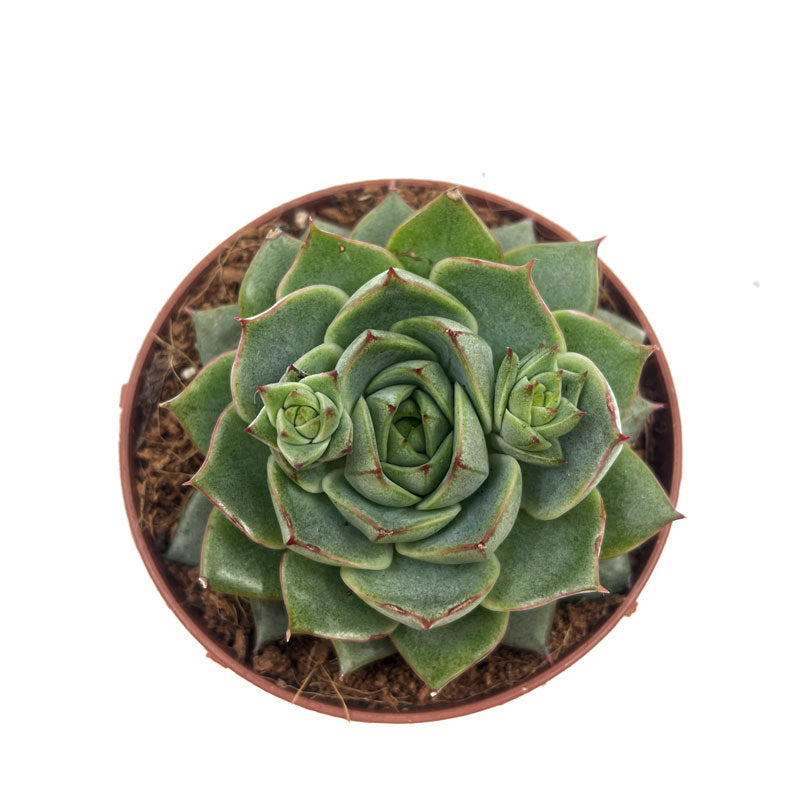 Echeveria Fabiola Cactus Y Suculentas