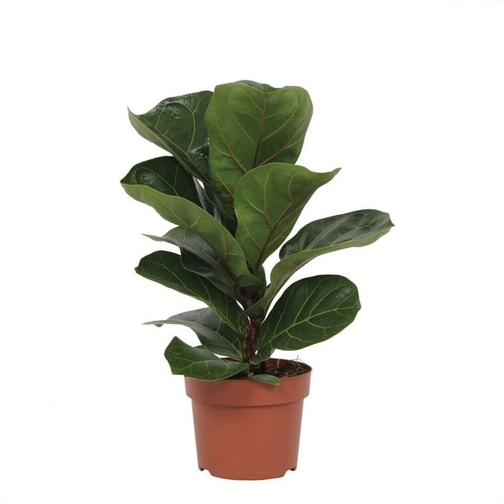 Ficus Lyrata Bambino M12 40cm_0