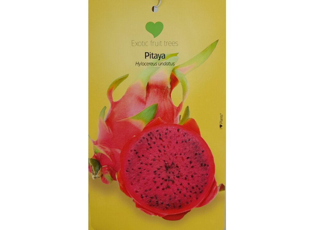 Pitaya Amarilla M23 65-80cm_1