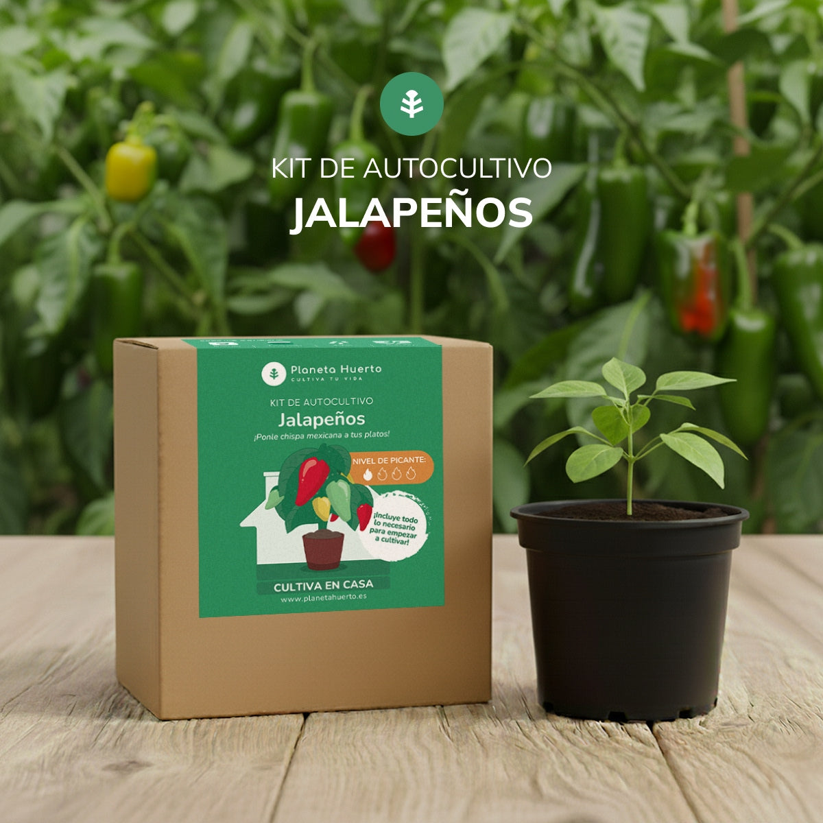 Kit de autocultivo Jalapeños Planeta Huerto