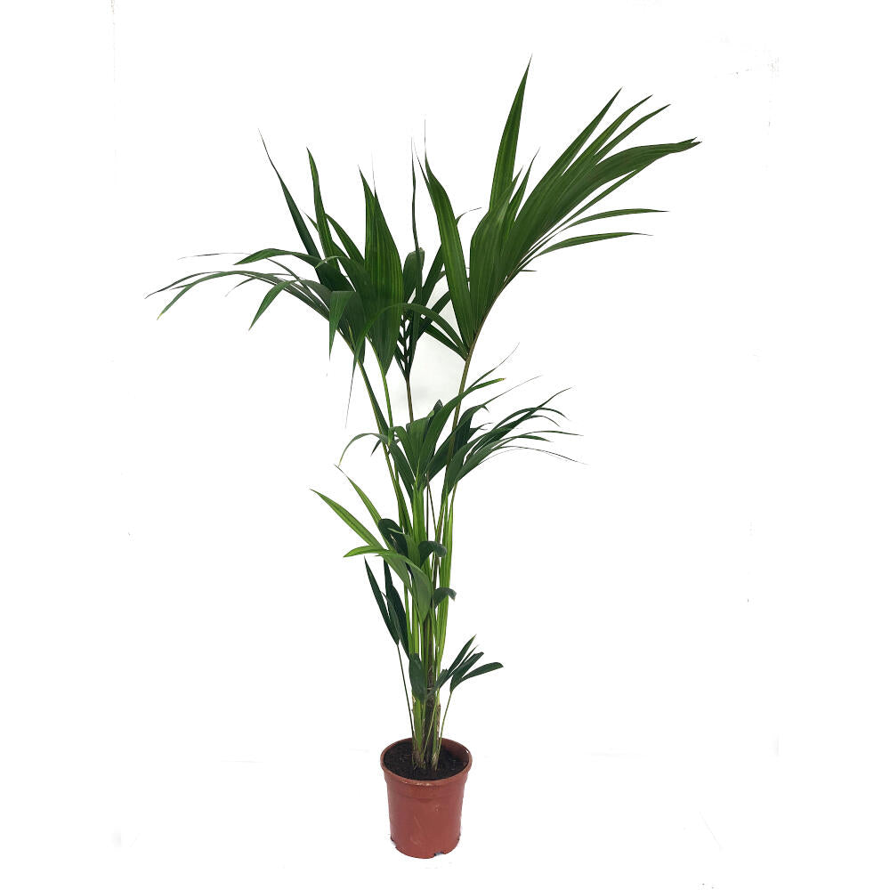 Kentia Forsteriana M17 100cm