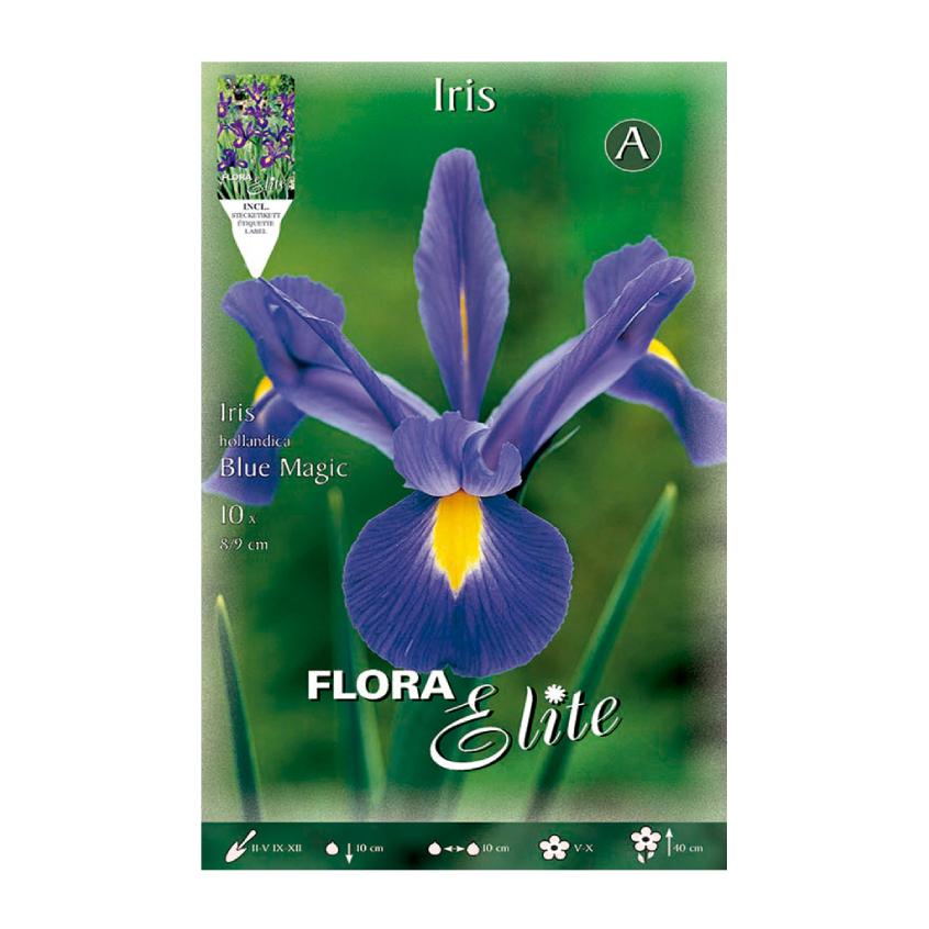 Bulbos Iris Holanda azul 10 uds