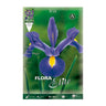 Bulbos Iris Holanda azul 10 uds