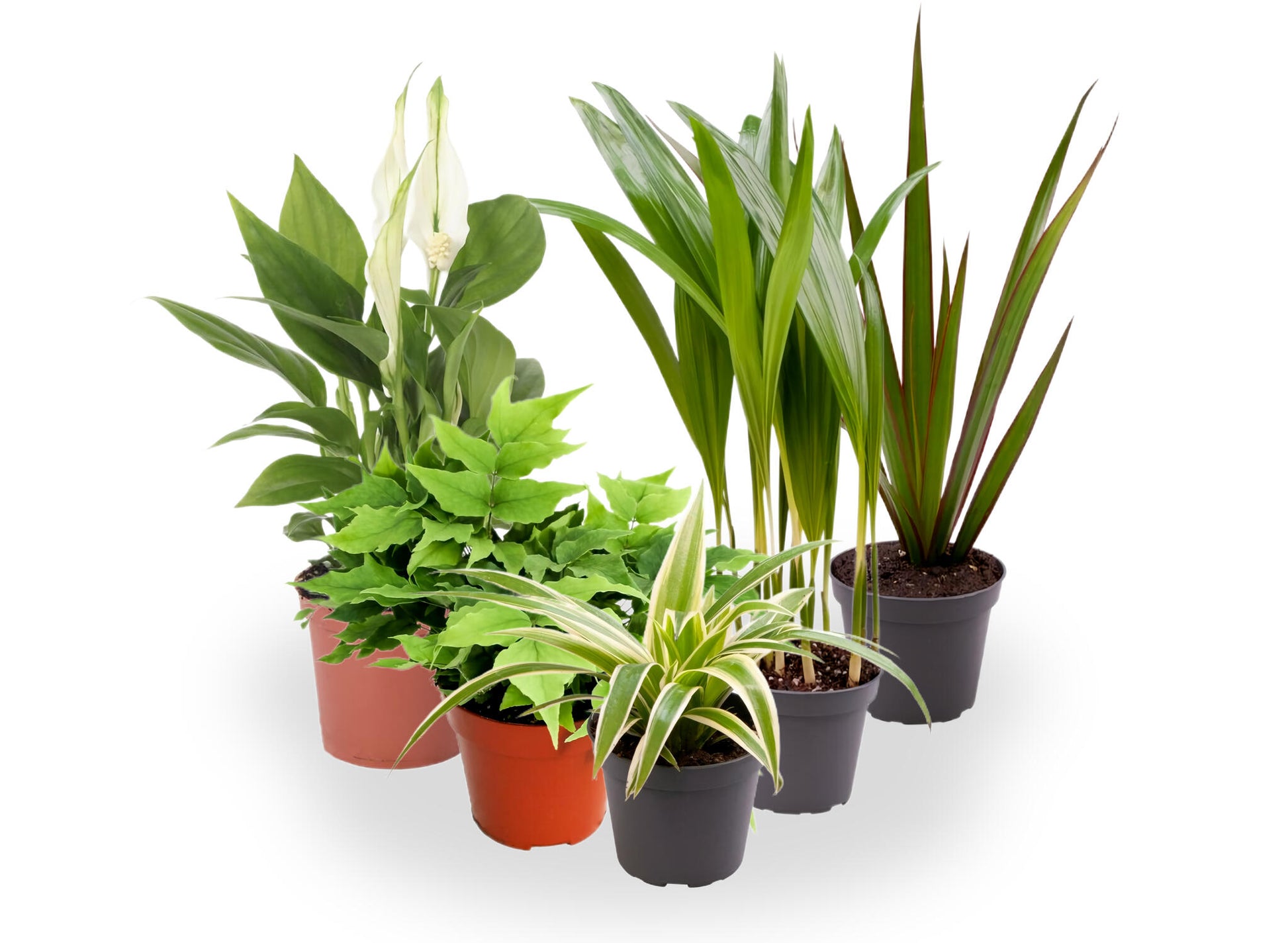 Pack 10 Plantas De Interior M9