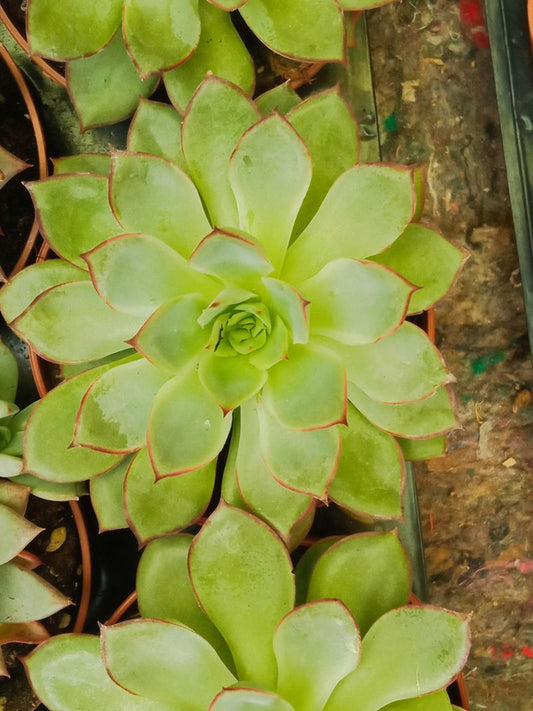 Suculentas Y Cactus Variedad #27 Planta Sin Id