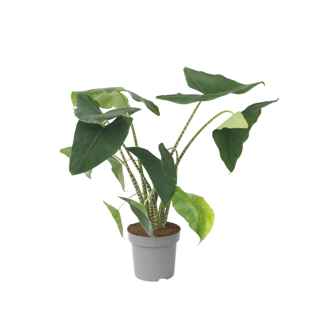Planta Cebra - Alocasia 'zebrina' - Altura 140-150cm - ⌀32cm