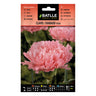 Semillas de Clavel rosa Batlle