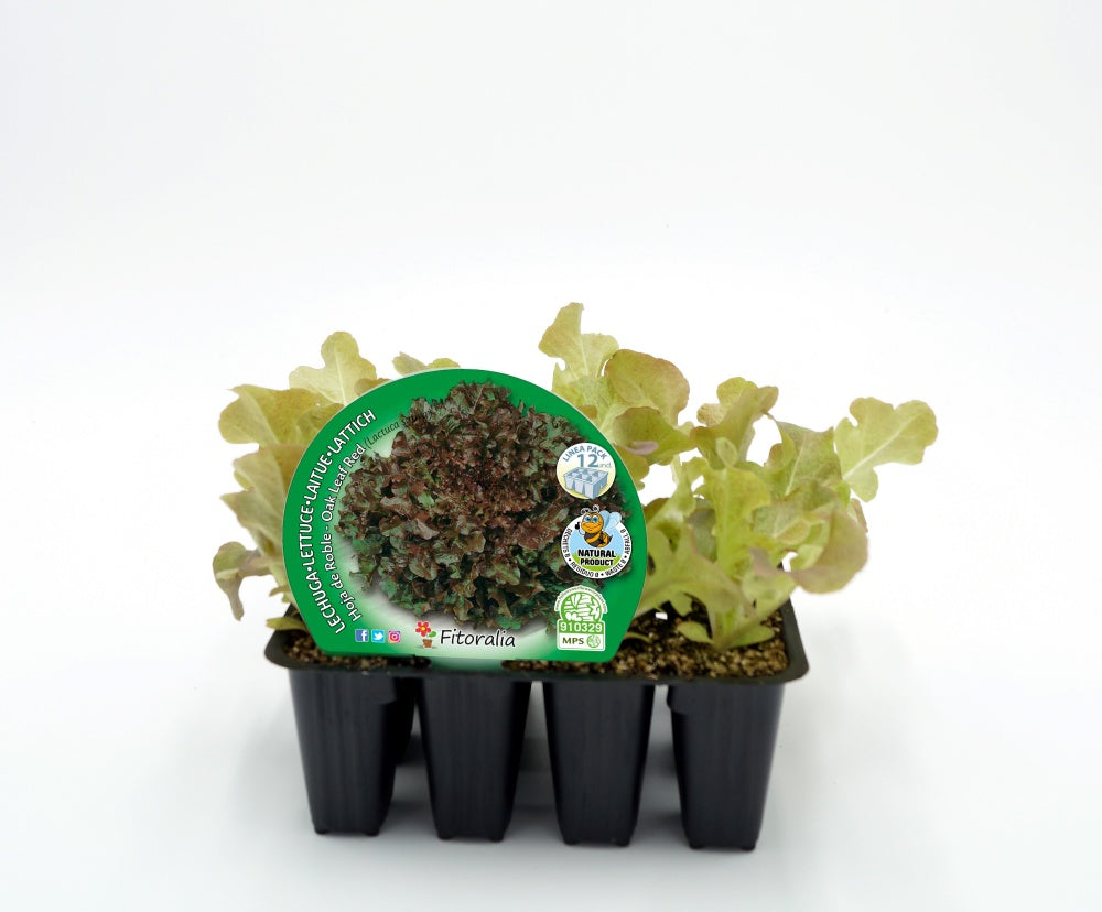 Pack Plantones Lechuga Hoja De Roble 12 Ud. Natural - Fitoralia