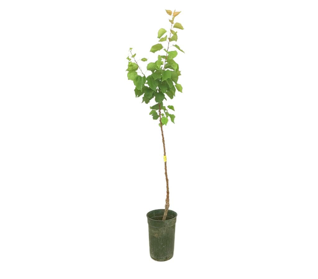 Albaricoquero Moniqui M17 130-150cm_0
