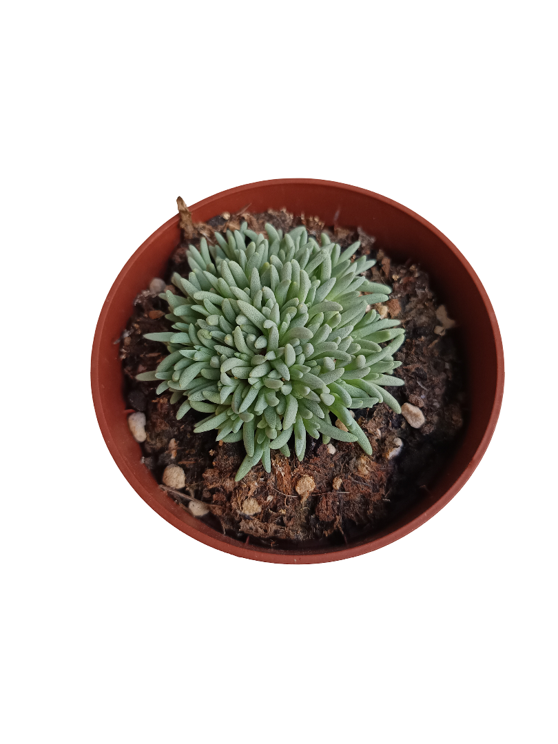 Delosperma Spalmanthoides Planta Suculenta Ø8_0