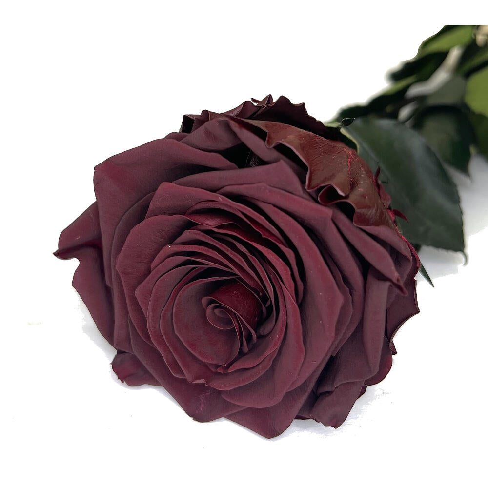 Mundo Eterno Rosa Preservada Burdeos 35cm