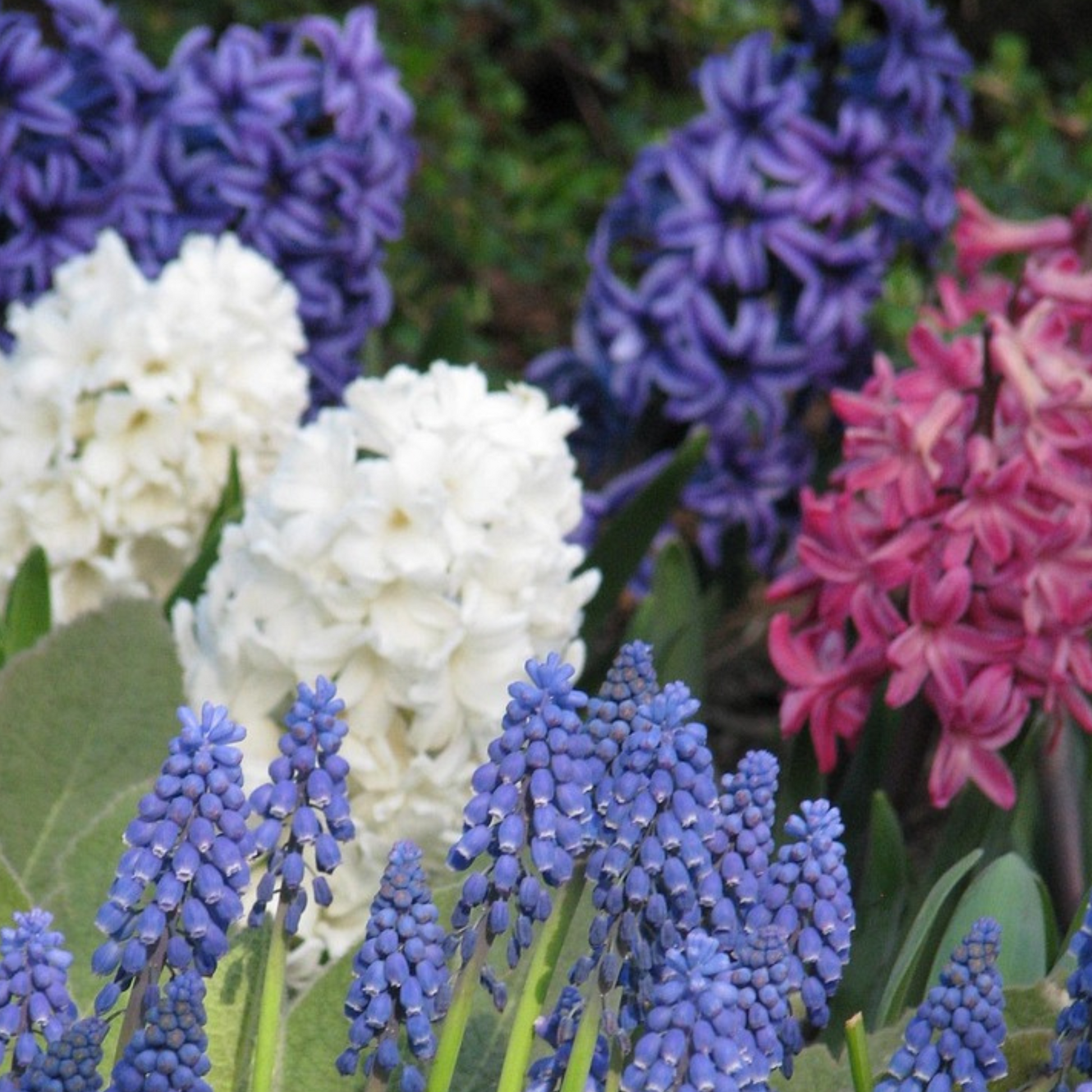 Jacinto - 10 Pzs - Hyacinthus - Bulbos De Flores