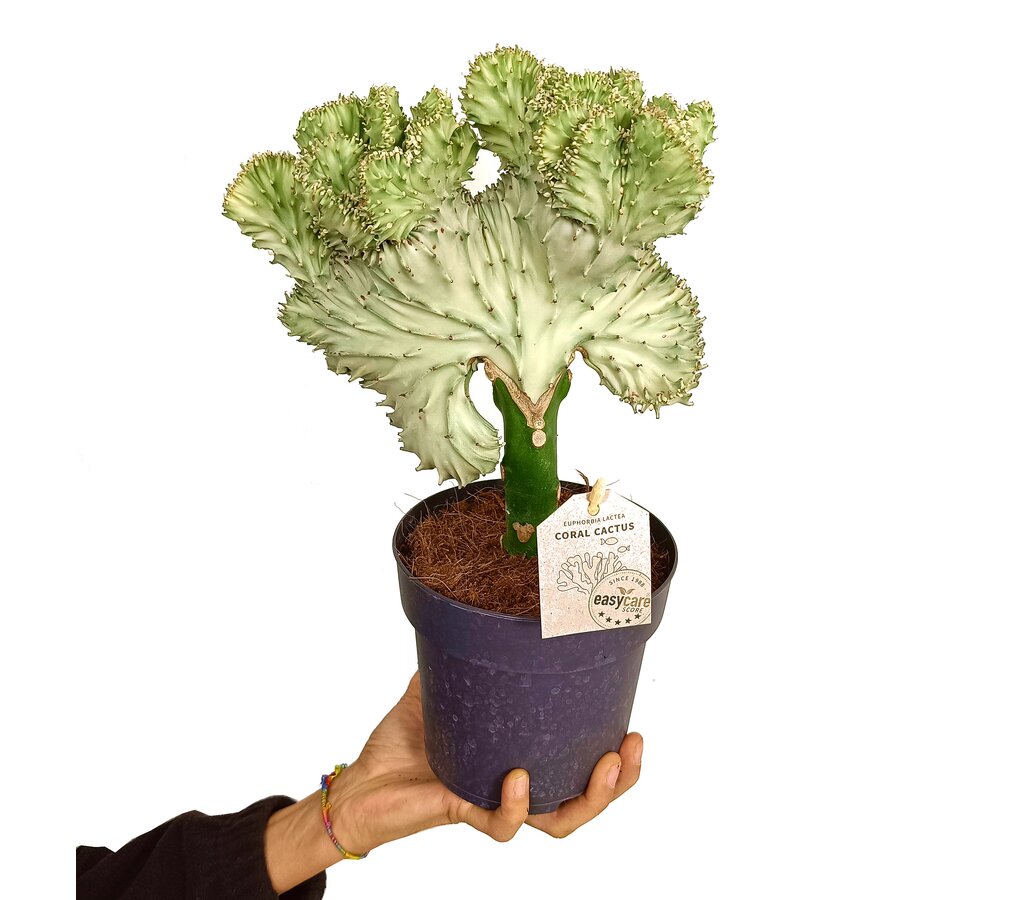 Euphorbia Lactea Cristata M14 30cm_0