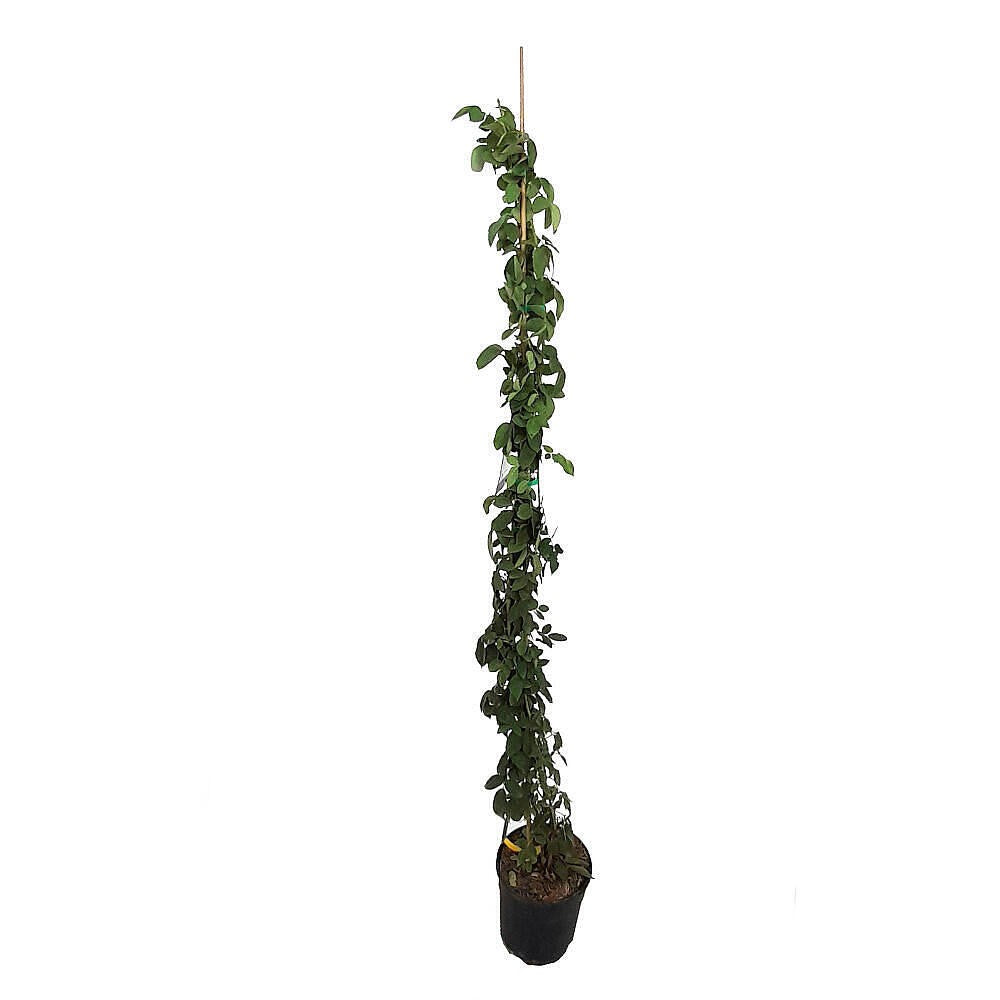 Rosal Trepador Perfumado Meilland La Sevillana M20_1