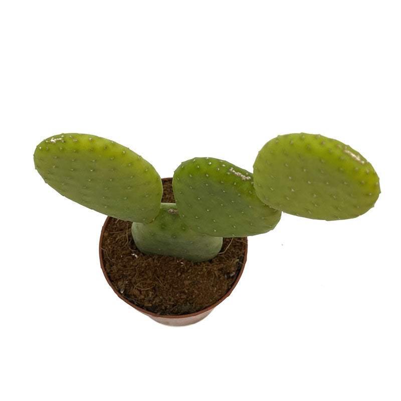 Opuntia Inamoena Cactus Y Suculentas