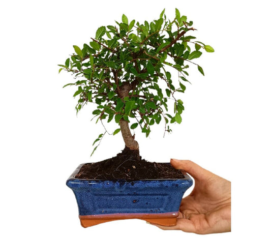 Bonsái Zelkova Parvifolia 5 Años (olmo Japonés)