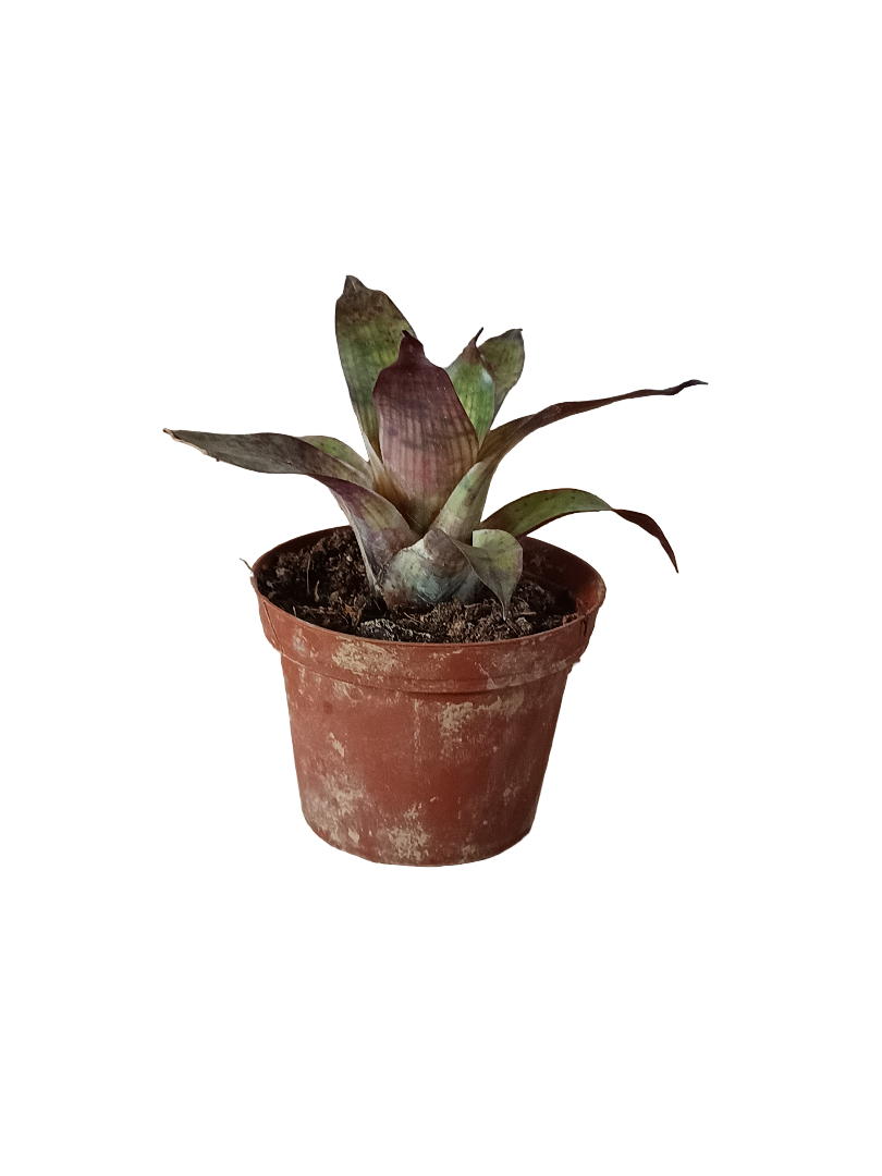 Vriesea Gigantea Mini Planta Bromelia Para Terrarios E Inteior