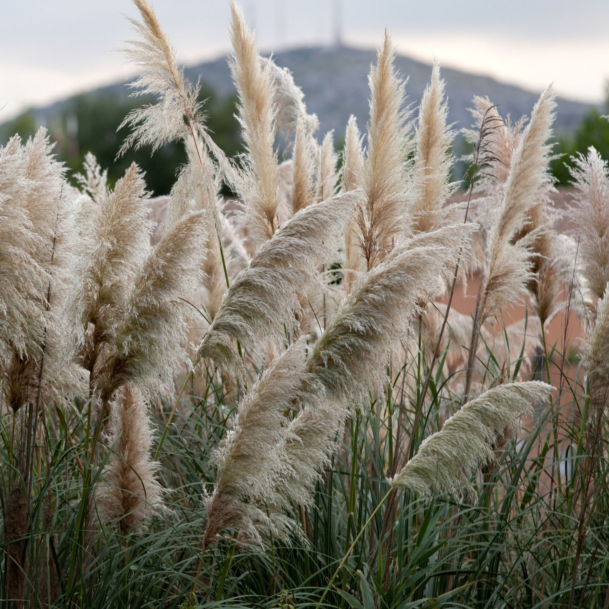 Hierba Da Las Pampas - 6 Pzs - Cortaderia Selloana - Altura 25-40cm - ⌀9cm