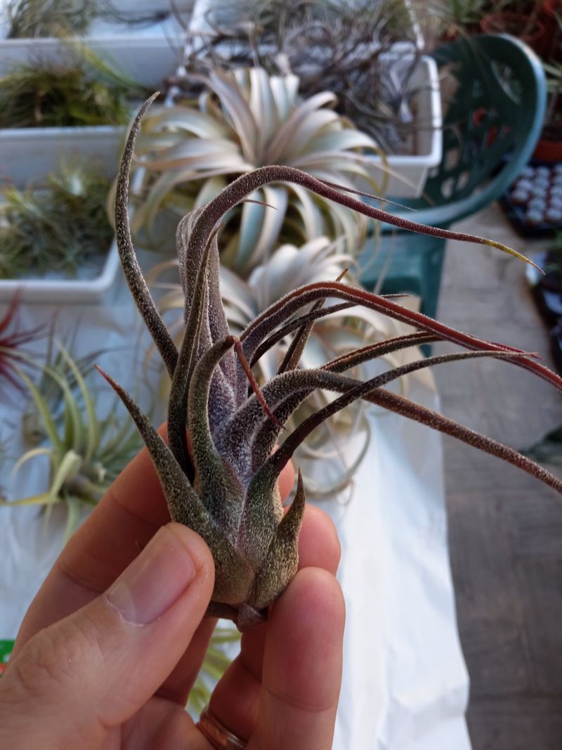 Tillandsia Pruinosa, Clavel Del Aire Tillandsias
