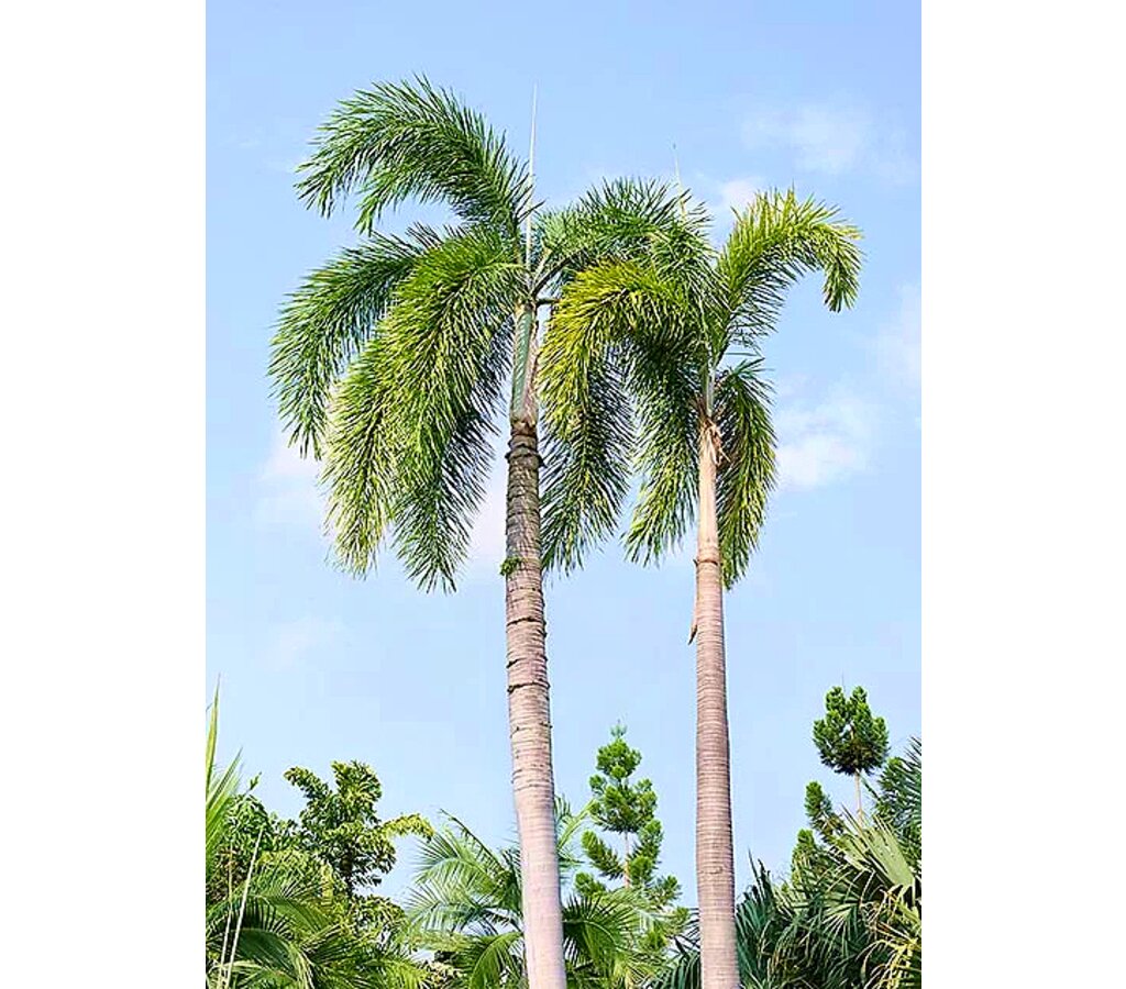 Wodyetia Bifurcata M11