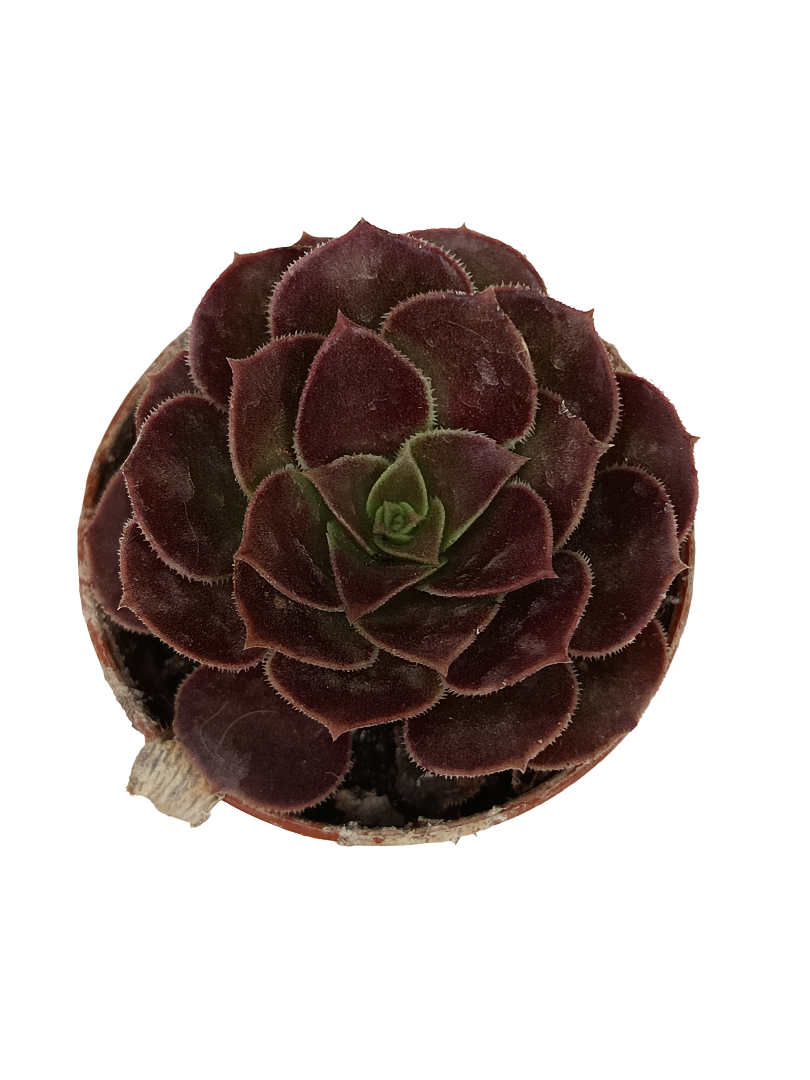 Aeonium sp. Negro planta suculenta Ø5