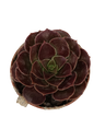 Aeonium sp. Negro planta suculenta Ø5