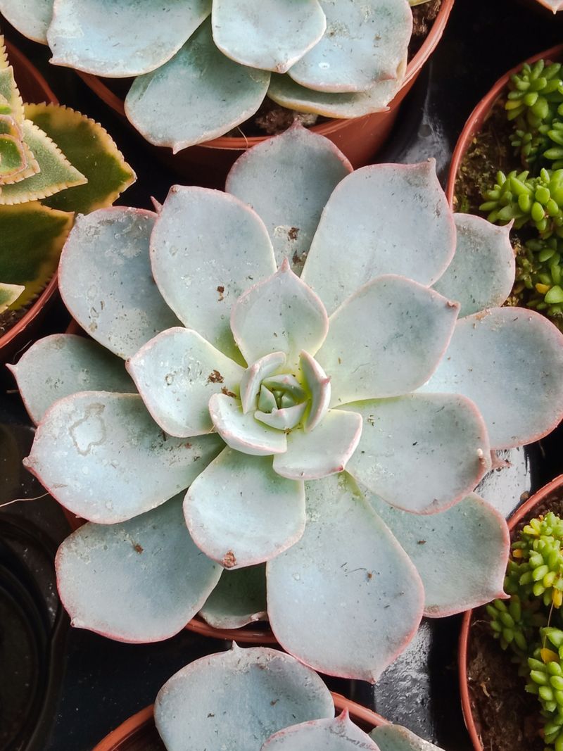 Plantas Suculentas Y Cactus A Elegir Ø5 Cm #ref04