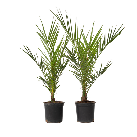 Palmera Canaria - 2 Pzs - Phoenix Canariensis - Altura 50-60cm - ⌀15cm
