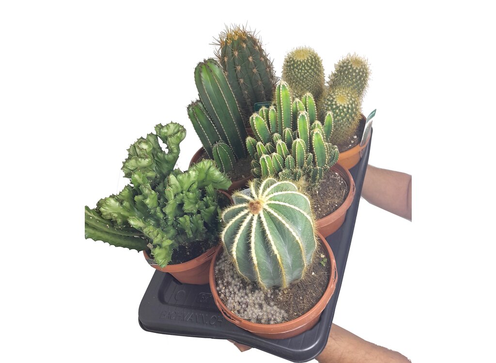 Cactus Variados M17 (unidad)