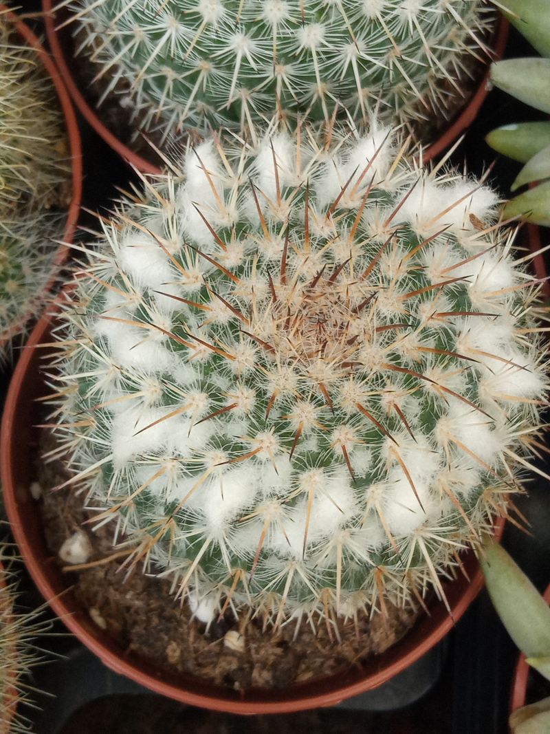 Cactus Mammillaria Chionocephala Planta Suculenta