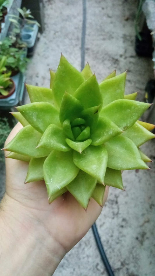 Echeveria Miranda Planta Suculenta 8 Cms