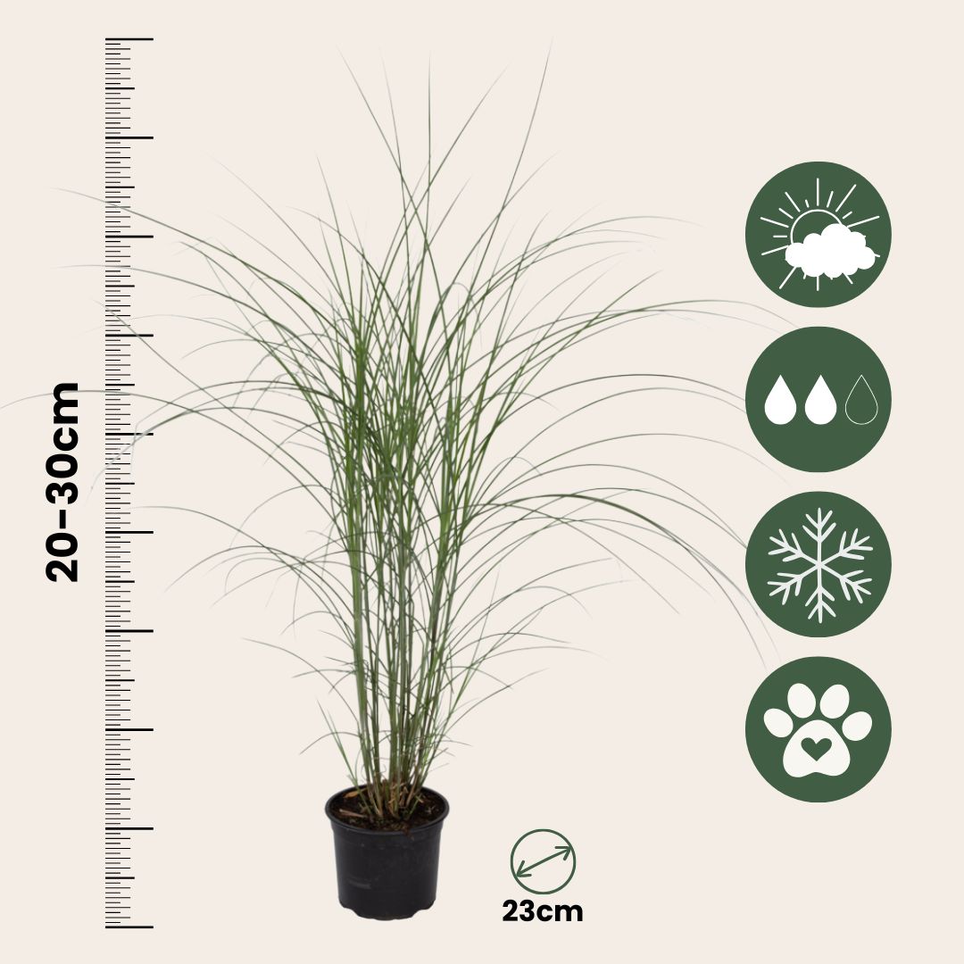 Eulalia - 2 Pzs - Miscanthus 'kleine Silberspinne' - Altura 20-30cm - ⌀23cm