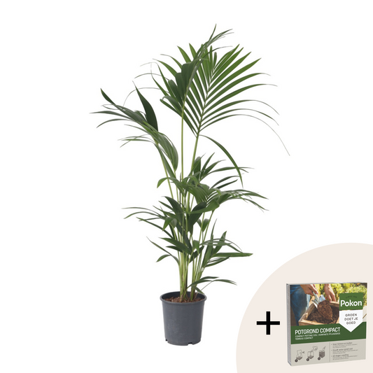 Palma Kentia - Howea Forsteriana - Altura 90-100cm - ⌀18cm