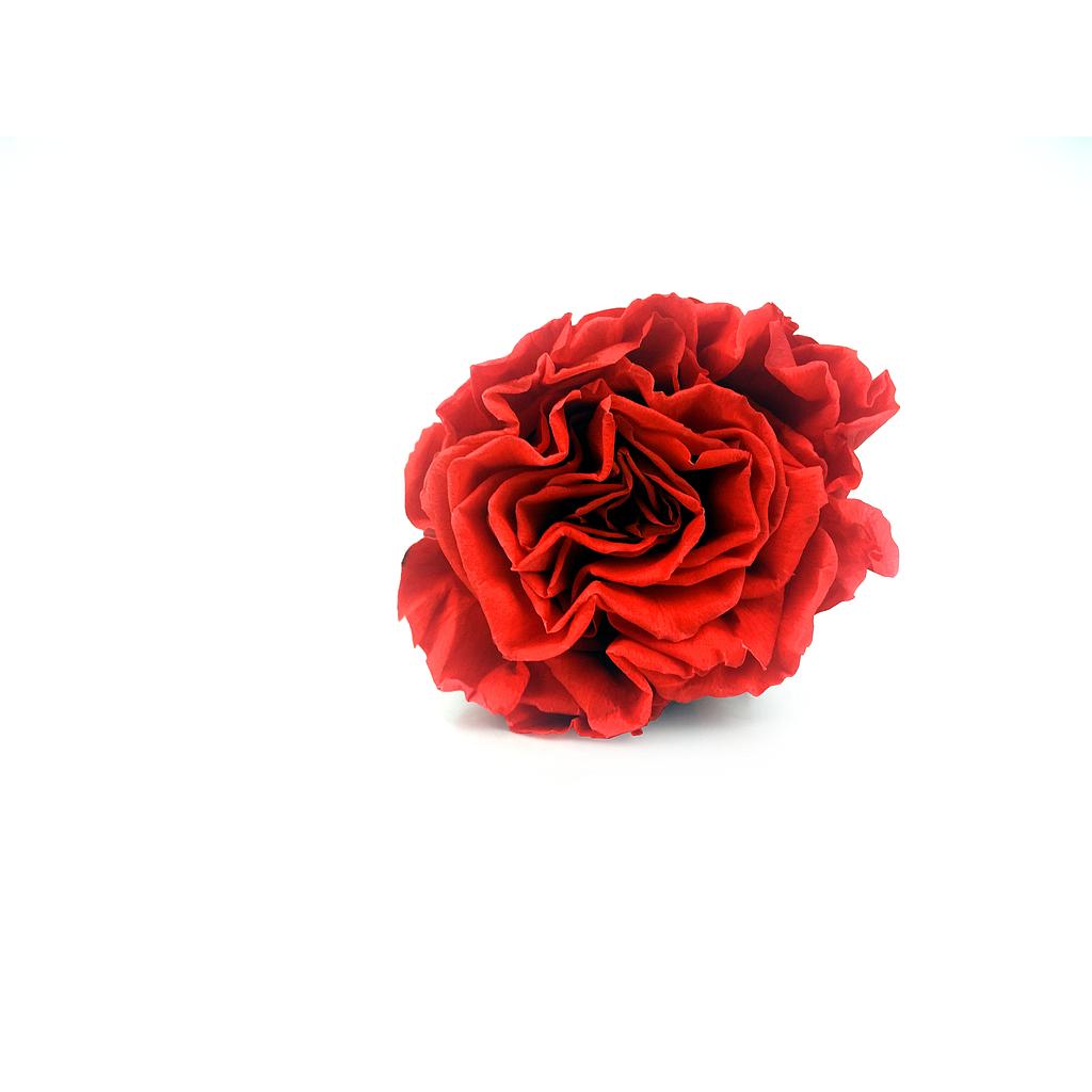 Rosa Bt Romantic Roja_0