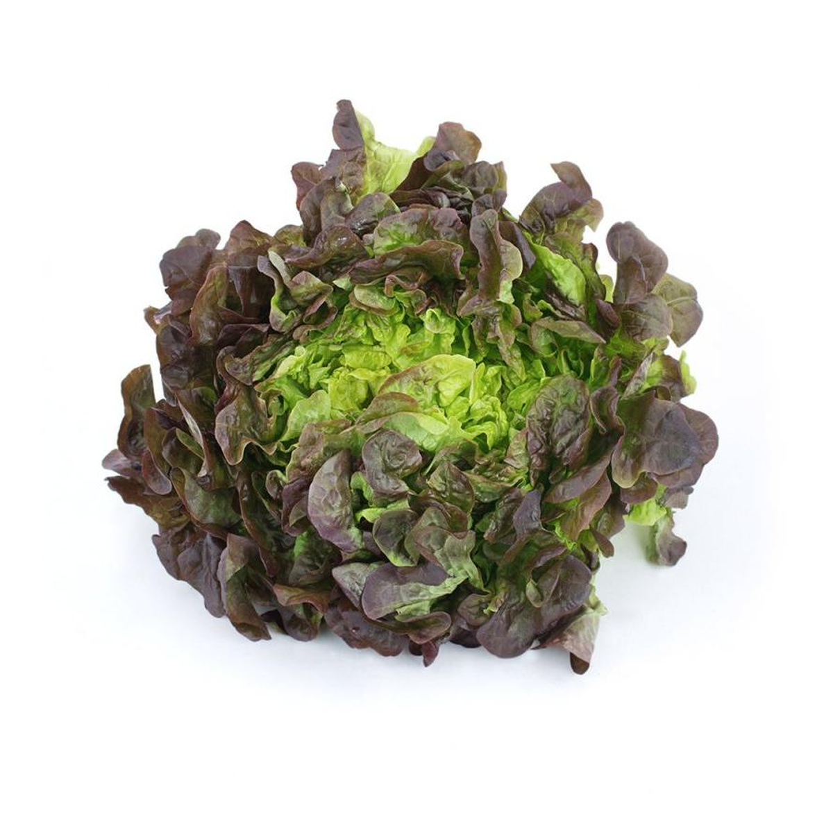 Plantón De Lechuga Hoja De Roble 6 Uds. Gama Tradicional