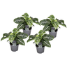 Planta Cebra - 4 Pzs - Aphelandra Squarrosa 'botanica' - Altura 25-45cm - ⌀13cm