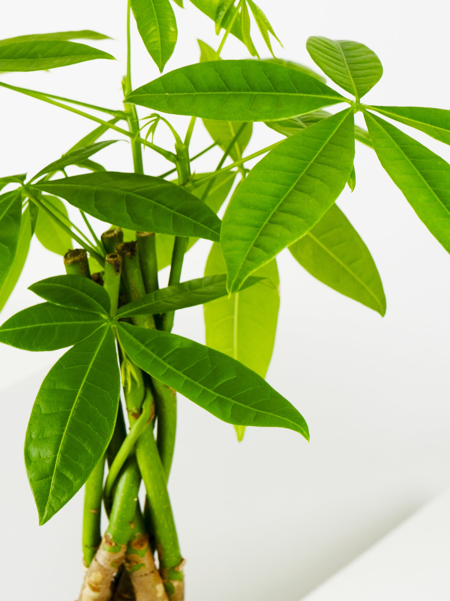 Pachira Aquatica | Altura 50cm - Maceta 12cm