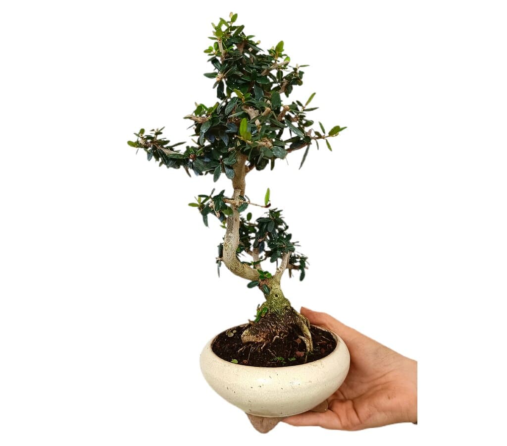 Bonsái Olivo 9 Años Sylvestris (acebuche)