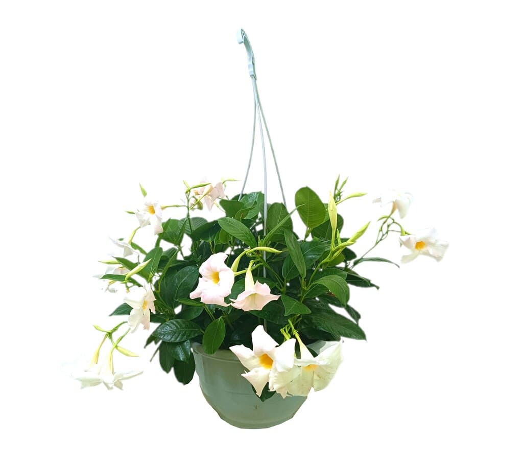 Dipladenia T26_0