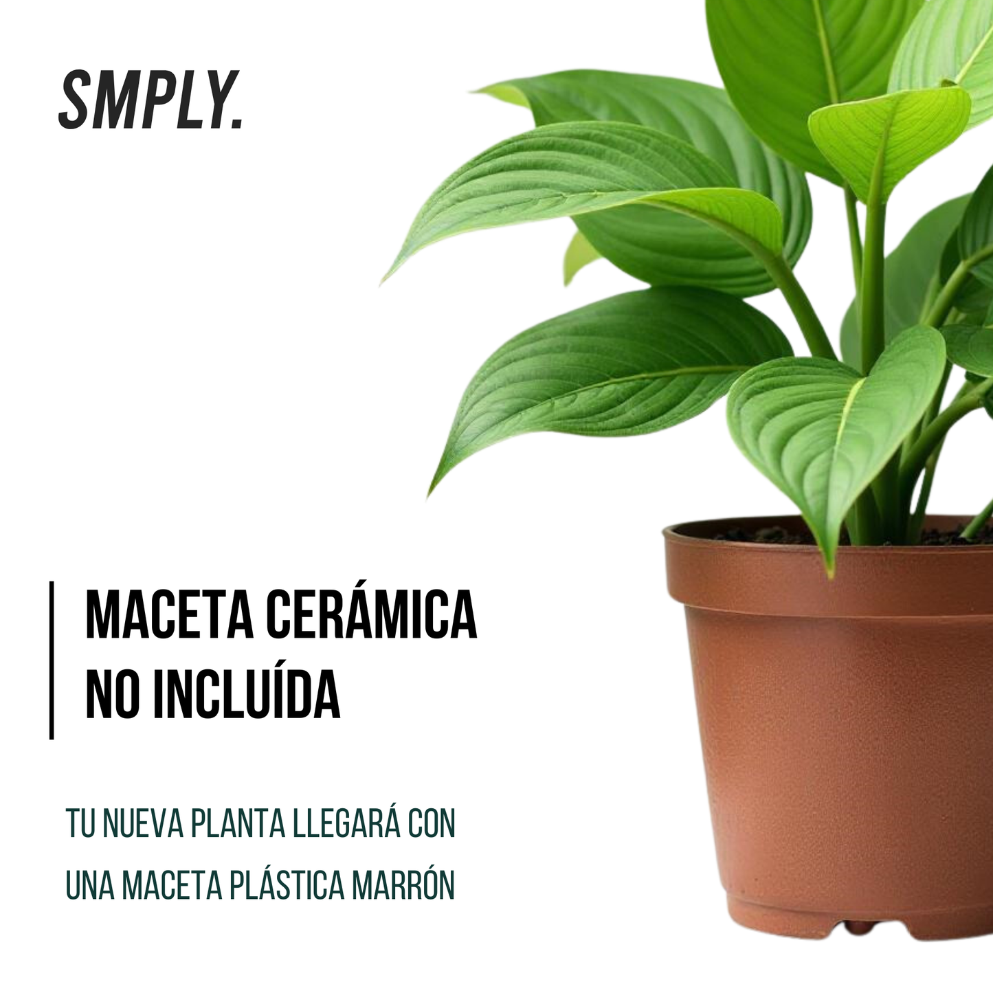 Smply - Planta Croton De Hojas Muy Coloridas Ideal En Interior Y Exterior Resistente Y Fácil De Cuidar - Maceta De Ø 14 Cm
