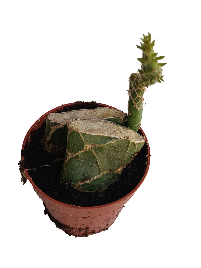 Opuntia Cobra Planta Suculenta De Sol Ø8