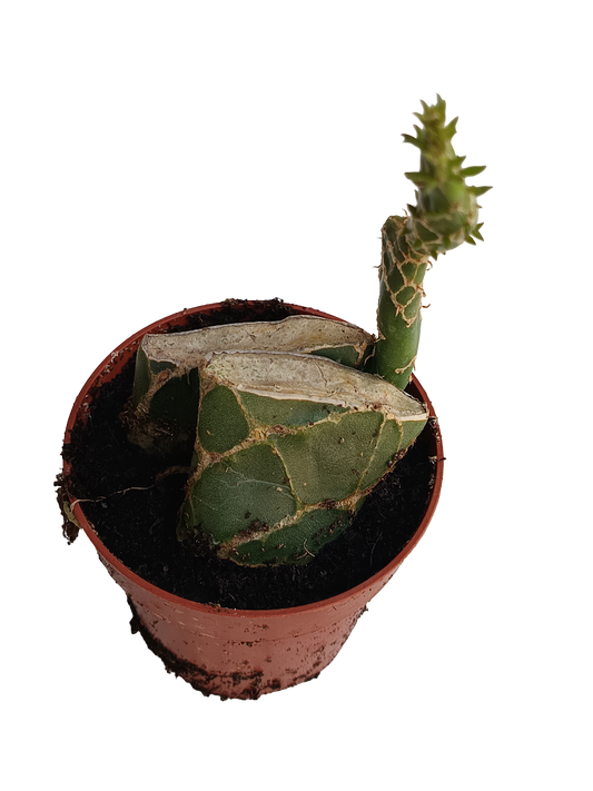Opuntia Cobra Planta Suculenta De Sol Ø8