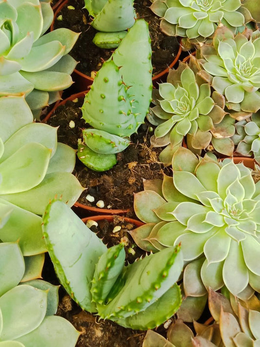 Suculentas Y Cactus Variedad #16 Planta Sin Id