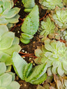 Suculentas Y Cactus Variedad #16 Planta Sin Id